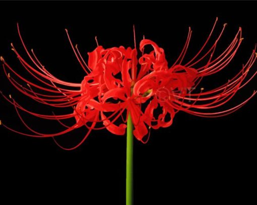 Red Spider Lily Diamond Painting