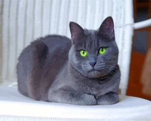 Russian Blue Kitty Diamond Painting