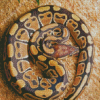 The Ball Python Snake Diamond Painting