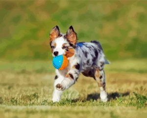 Toy Aussie Dog Diamond Painting