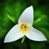 Trillium Flower And Water Drops Diamond Painting