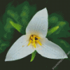 Trillium Flower And Water Drops Diamond Painting