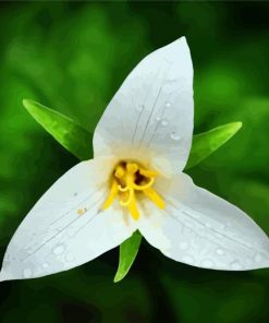 Trillium Flower And Water Drops Diamond Painting