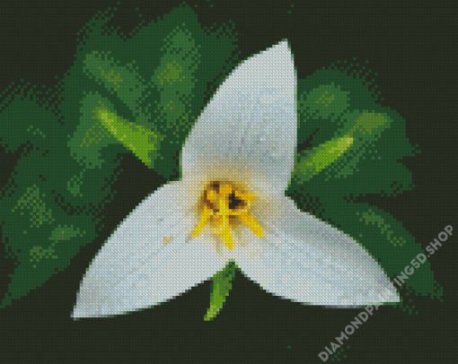 Trillium Flower And Water Drops Diamond Painting