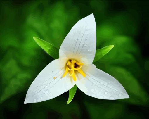 Trillium Flower And Water Drops Diamond Painting