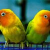 Adorable Lovebirds Diamond Painting