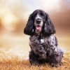 Aesthetic Black Cocker Spaniel Diamond Painting