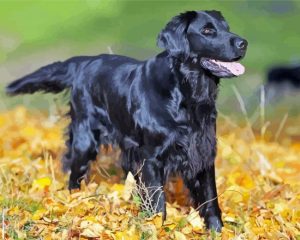 Aesthetic Flat Coated Retriever Diamond Painting