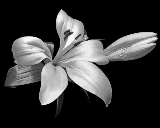 Aesthetic Black And White Flowers Diamond Painting