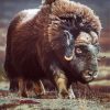 Aesthetic Muskox Art Diamond Painting