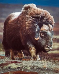 Aesthetic Muskox Art Diamond Painting