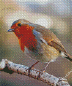Aesthetic Robin Bird Diamond Painting