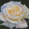 Aesthetic White Rose Art Diamond Painting