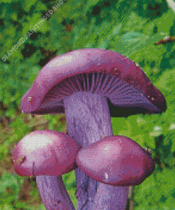 Beautiful Purple Mushroom Diamond Painting