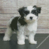 Black And White Morkie Diamond Painting