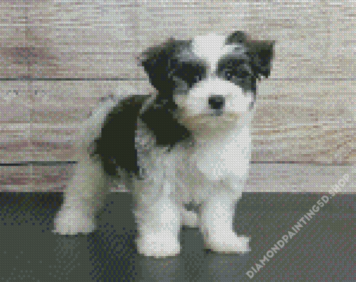 Black And White Morkie Diamond Painting