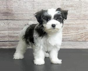 Black And White Morkie Diamond Painting