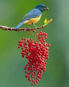 Colorful Singing Bird Diamond Painting