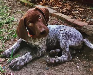 Cute German Shorthaired Diamond Painting