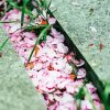 Falling Cherry Blossom Diamond Painting