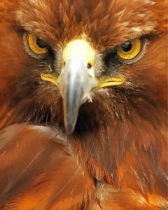 Golden Eagle Close Up Diamond Painting