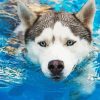 Huskey Dog In Water Diamond Painting