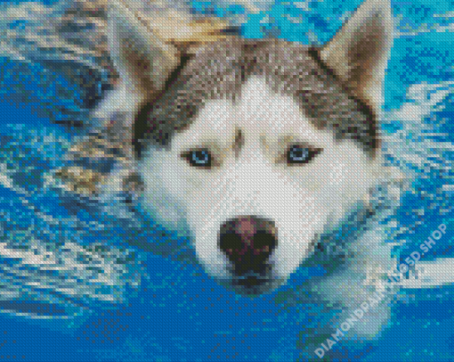 Huskey Dog In Water Diamond Painting