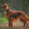 Irish Setter Animal Diamond Painting