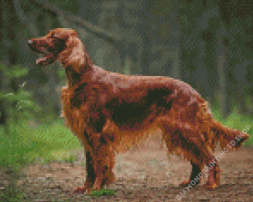 Irish Setter Animal Diamond Painting