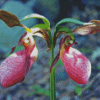 Lady Slipper Diamond Painting