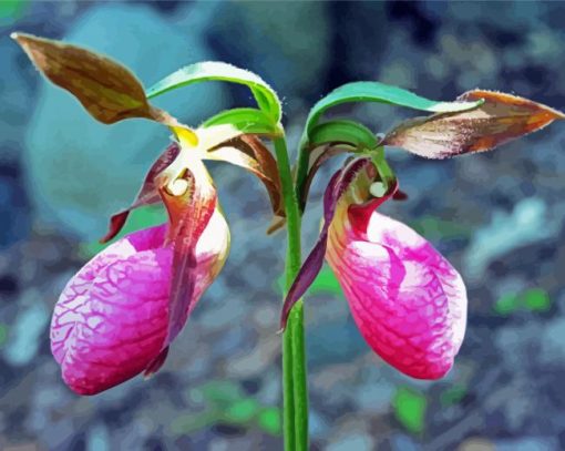 Lady Slipper Diamond Painting