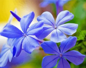 Plumbago Flowers Diamond Painting