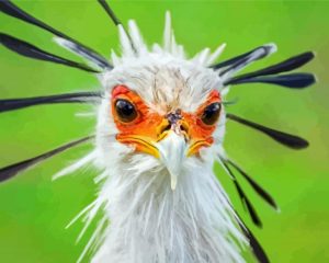 The Secretarybird Close Up Diamond Painting