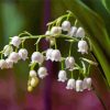 White Lily Of The Valleys Diamond Painting