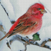 Winter Purple Finch Diamond Painting