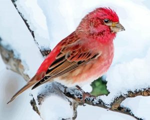 Winter Purple Finch Diamond Painting