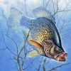 Aesthetic Crappie Diamond Painting