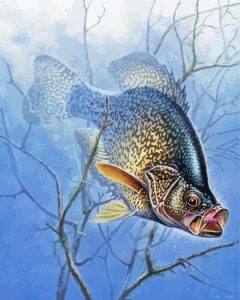 Aesthetic Crappie Diamond Painting