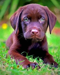 Baby Chocolate Lab Diamond Painting