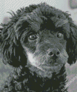 Black Poodle Puppy Dog Diamond Painting