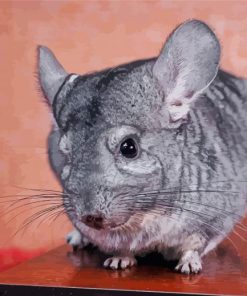 Chinchilla On Table Diamond Painting