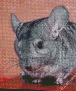 Chinchilla On Table Diamond Painting