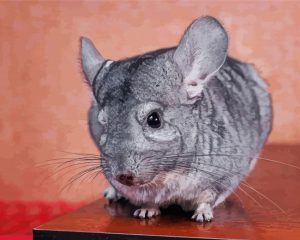 Chinchilla On Table Diamond Painting