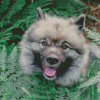 Keeshond Dog And Leaves Diamond Painting