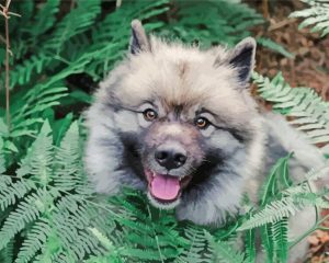 Keeshond Dog And Leaves Diamond Painting