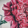 Pink Carnation Rose Diamond Painting