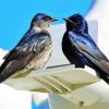 Purple Martin Birds Diamond Painting