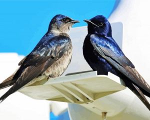 Purple Martin Birds Diamond Painting