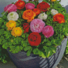 Ranunculus Flower Plant Diamond Painting