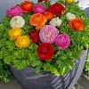 Ranunculus Flower Plant Diamond Painting